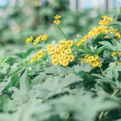 半岛网页版入口官网